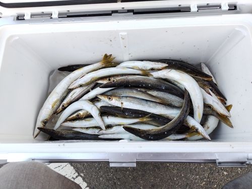 アカカマスの釣果
