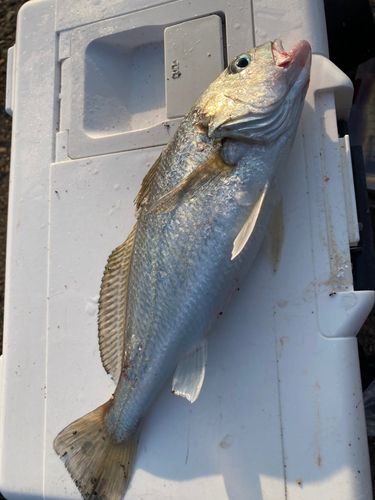 イシモチの釣果