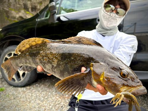 アイナメの釣果