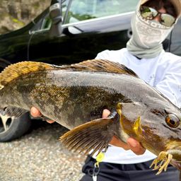 アイナメ