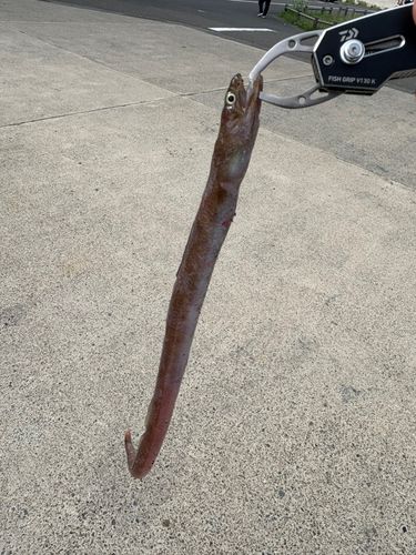 ホタテウミヘビの釣果