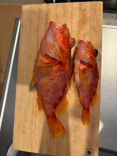 カサゴの釣果