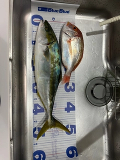 ハマチの釣果