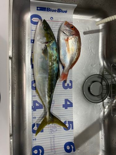 ハマチの釣果