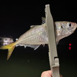 アジ