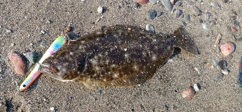 ヒラメの釣果