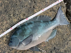 クチブトグレの釣果