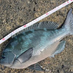 クチブトグレ