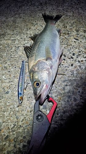 フッコ（マルスズキ）の釣果