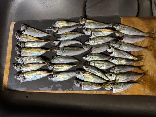 アジの釣果