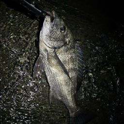 クロダイ