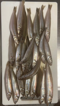 シロギスの釣果