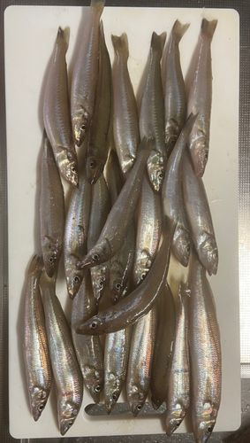 シロギスの釣果