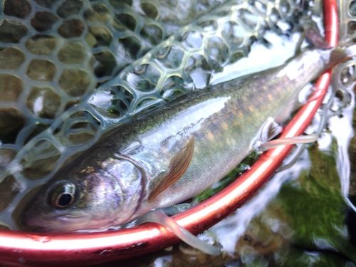 イワナの釣果