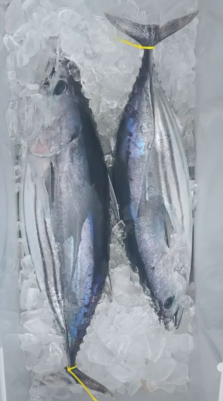 ユウチャンメンさんの釣果 1枚目の画像