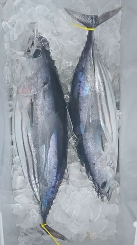 カツオの釣果