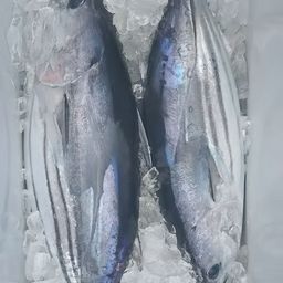 カツオ