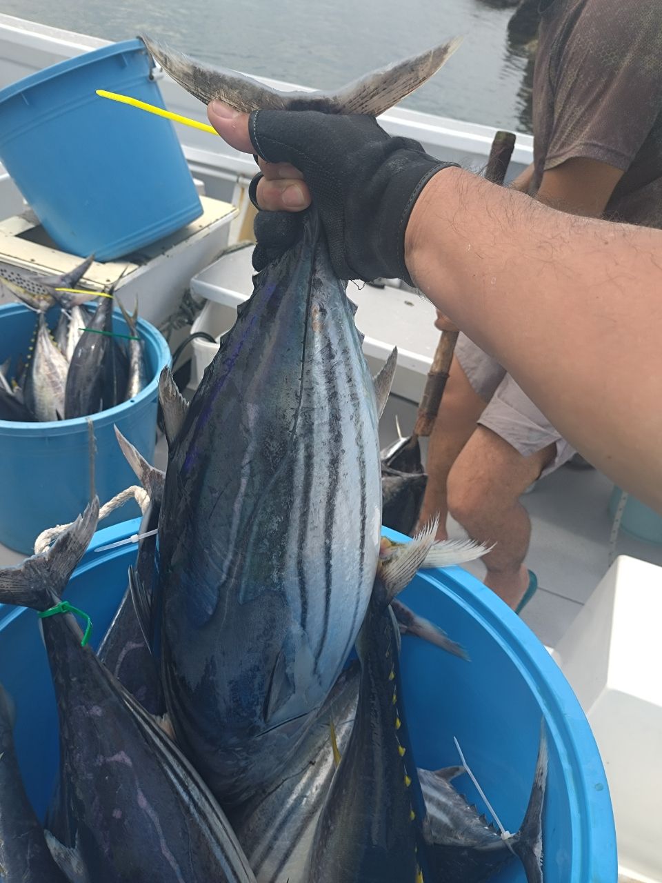 ユウチャンメンさんの釣果 2枚目の画像