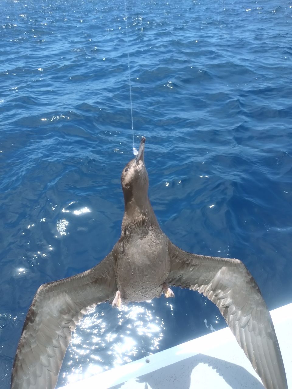 ユウチャンメンさんの釣果 3枚目の画像