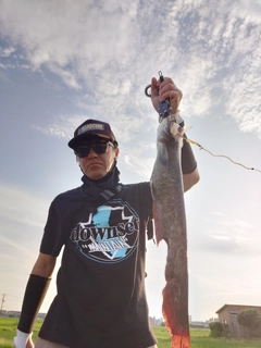 マナマズの釣果