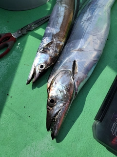 タチウオの釣果