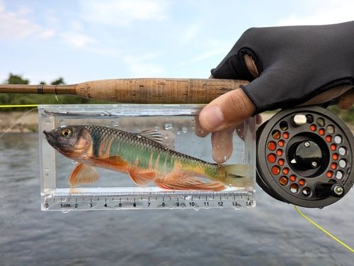 オイカワの釣果