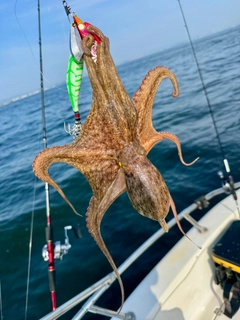 マダコの釣果