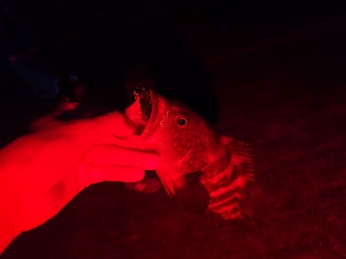 キジハタの釣果