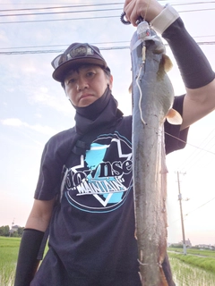 マナマズの釣果