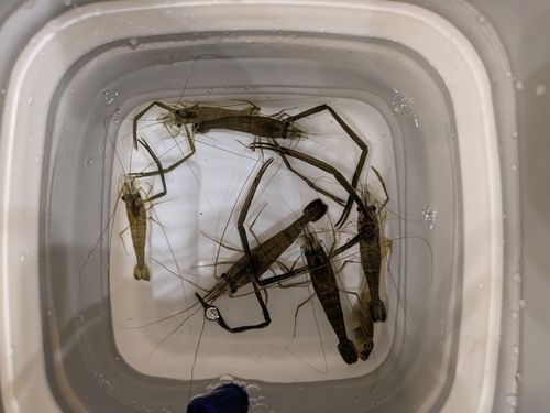 テナガエビの釣果