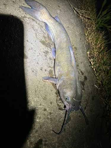 レンギョの釣果