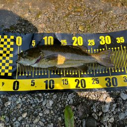 スモールマウスバス