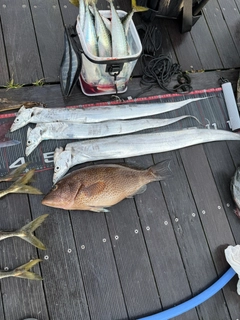 オオモンハタの釣果