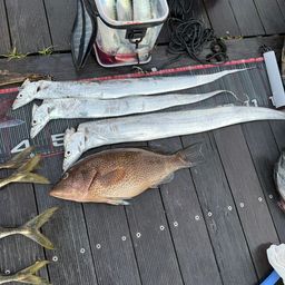 オオモンハタ