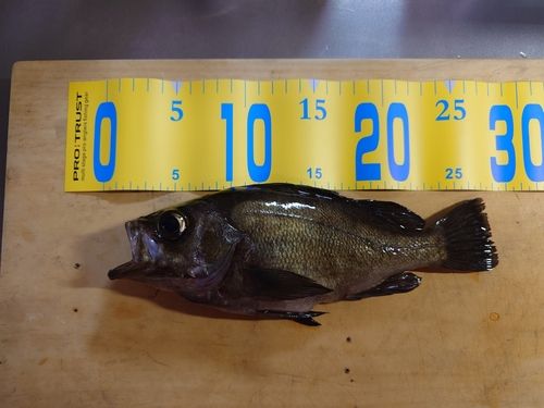 メバルの釣果