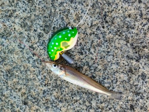 キスの釣果