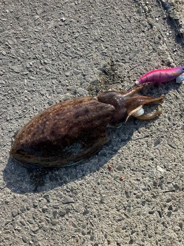 コウイカの釣果