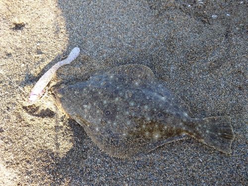 ソゲの釣果