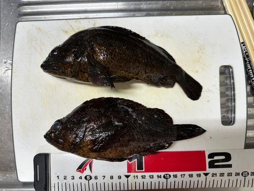 ムラソイの釣果