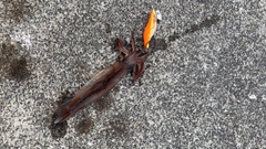 イカの釣果