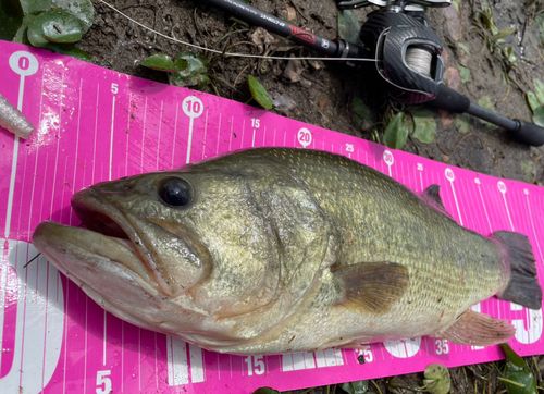 ブラックバスの釣果