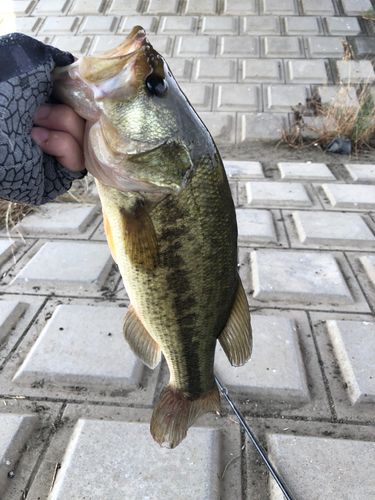 Basser バサー 2018 年 11 月 323 バスフィッシング バス釣り Basser バサー 2018 年 11 月 323 バスフィッシング バス釣り