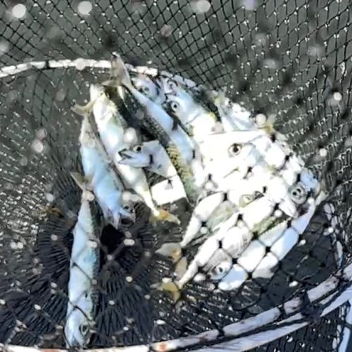 サバの釣果