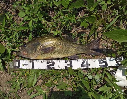 ブラックバスの釣果