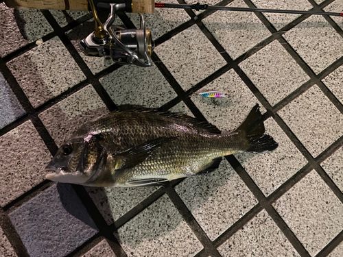 クロダイの釣果