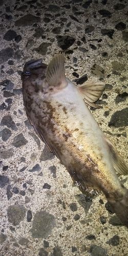 クロソイの釣果