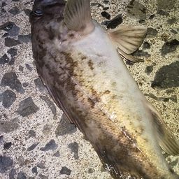 クロソイ