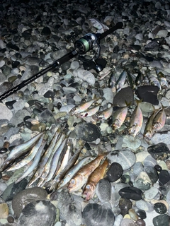 マアジの釣果
