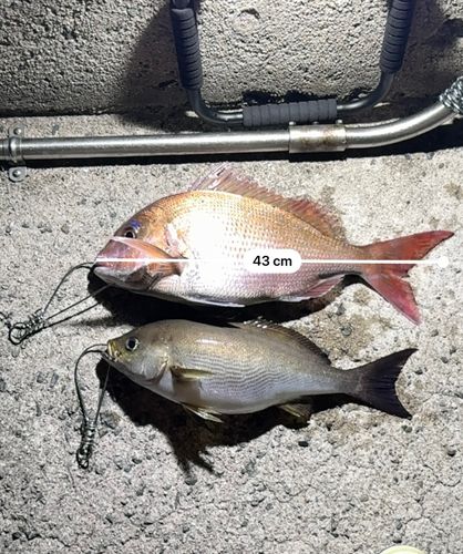 マダイの釣果