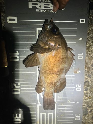メバルの釣果